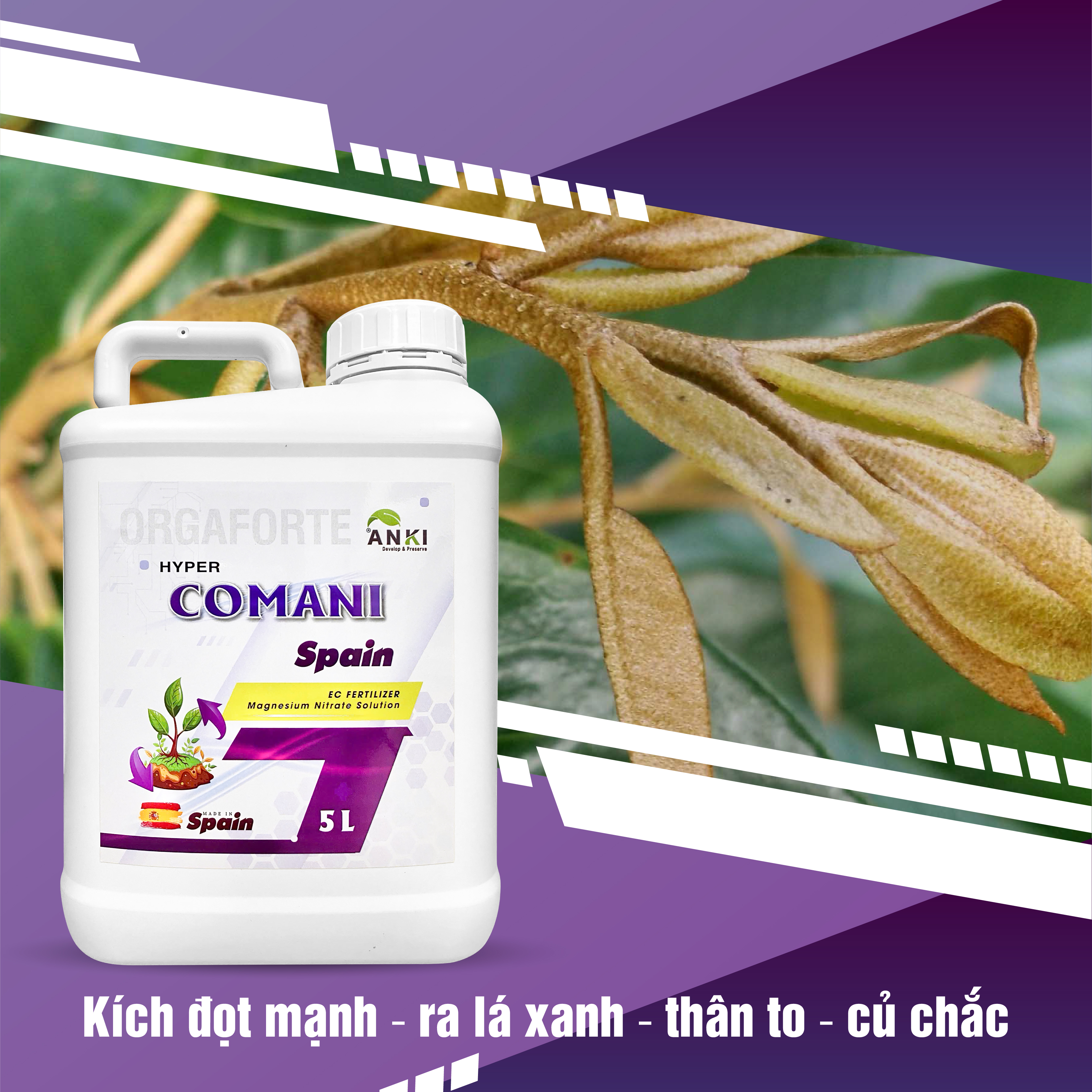 HYPER COMANI TÂY BAN NHA